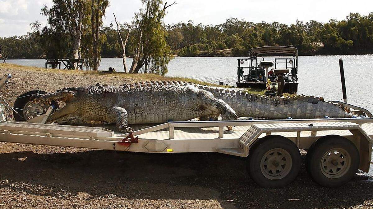 Das getötete Riesenkrokodil