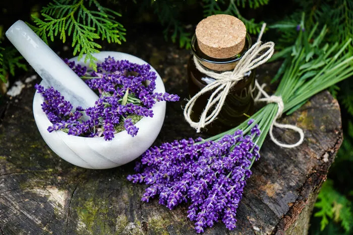 Lavendel.Mit Lavendel holen Sie sich ein bisschen Provence in den Garten und auf den Balkon.