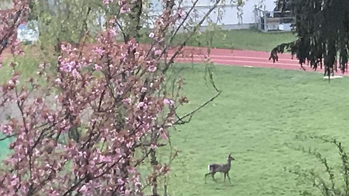 Mitten am ATG-Sportplatz drehte vor Kurzem ein Reh seine Runden