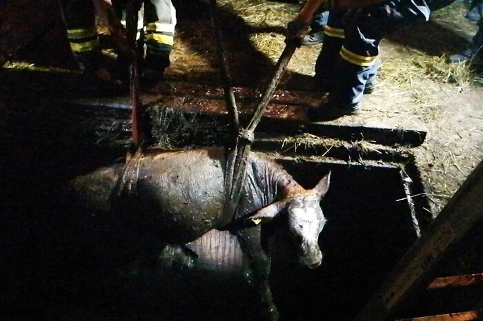 Es war ein fordernder und geruchsintensiver Einsatz mit Erfolg. Klicken Sie sich durch die Bilder.