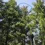 In dem Baumwipfeln eines Waldes blieb der Paragleiter hängen, die Feuerwehr Mariazell befreite ihn