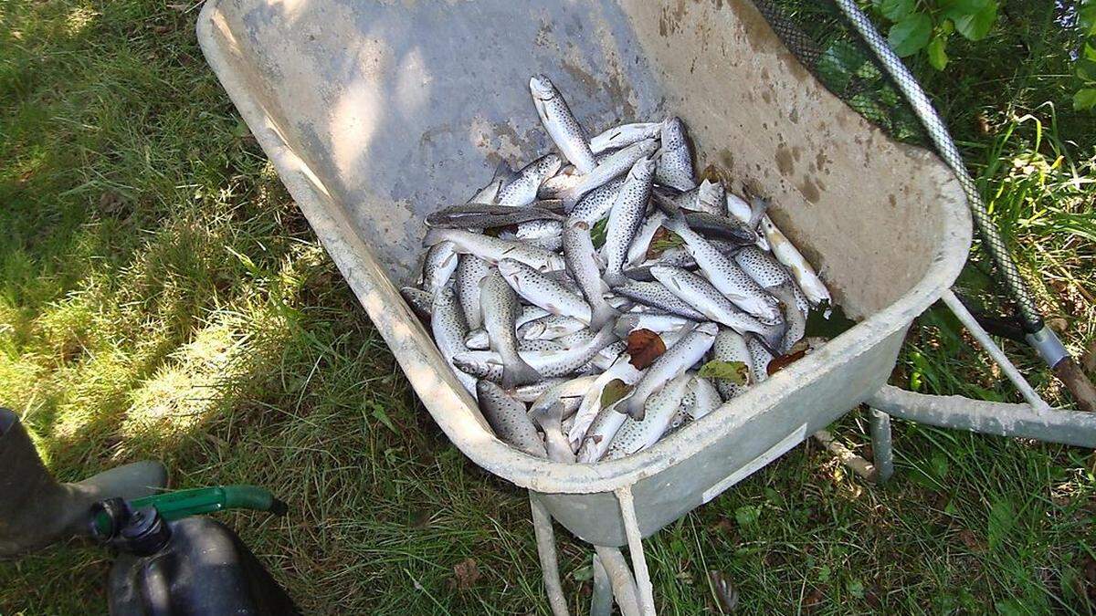 100 tote Forellen trieben in Fischteich