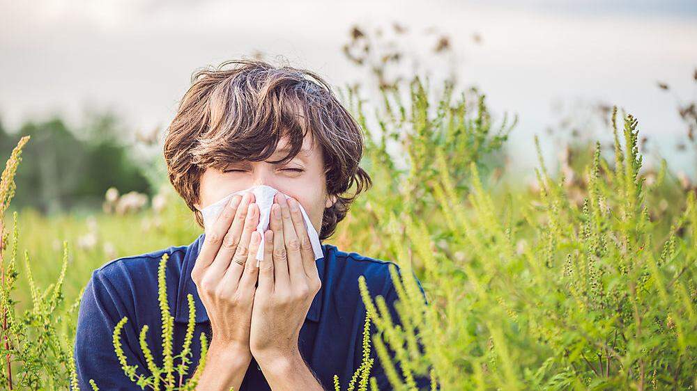 Ragweed oder Ambrosia lässt Allergiker leiden