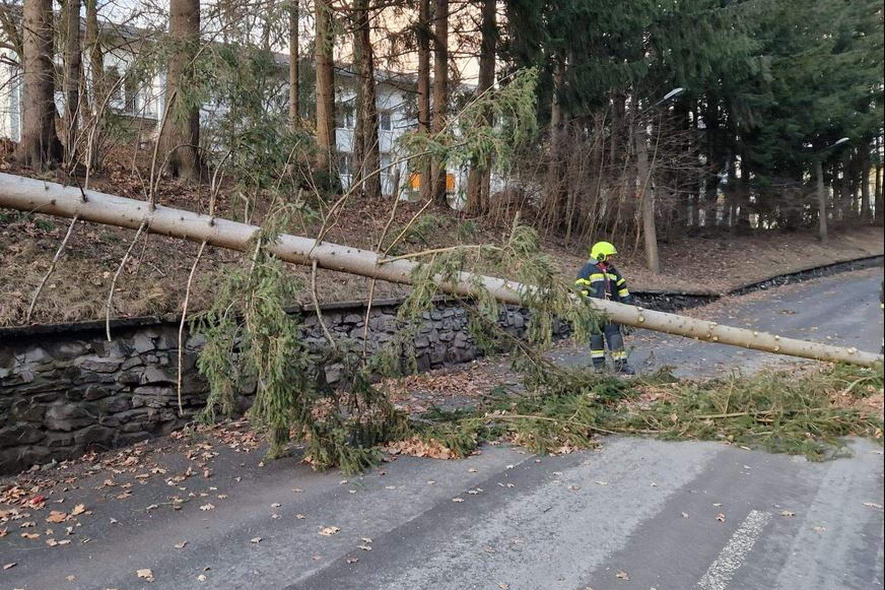 Lenkerin unverletzt | Baum stürzte in Kapfenberg auf fahrenden Pkw 