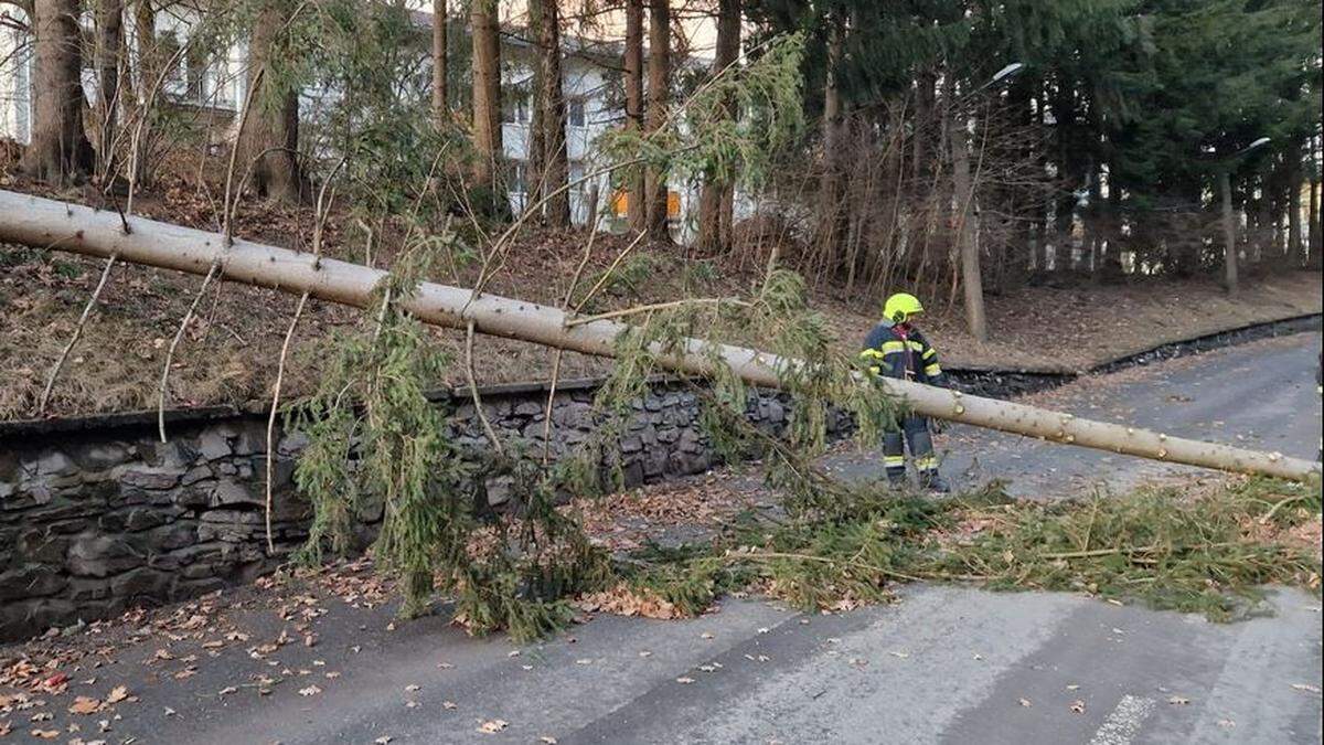 Dieser Baum stürzte am Mittwochnachmittag auf einen Pkw