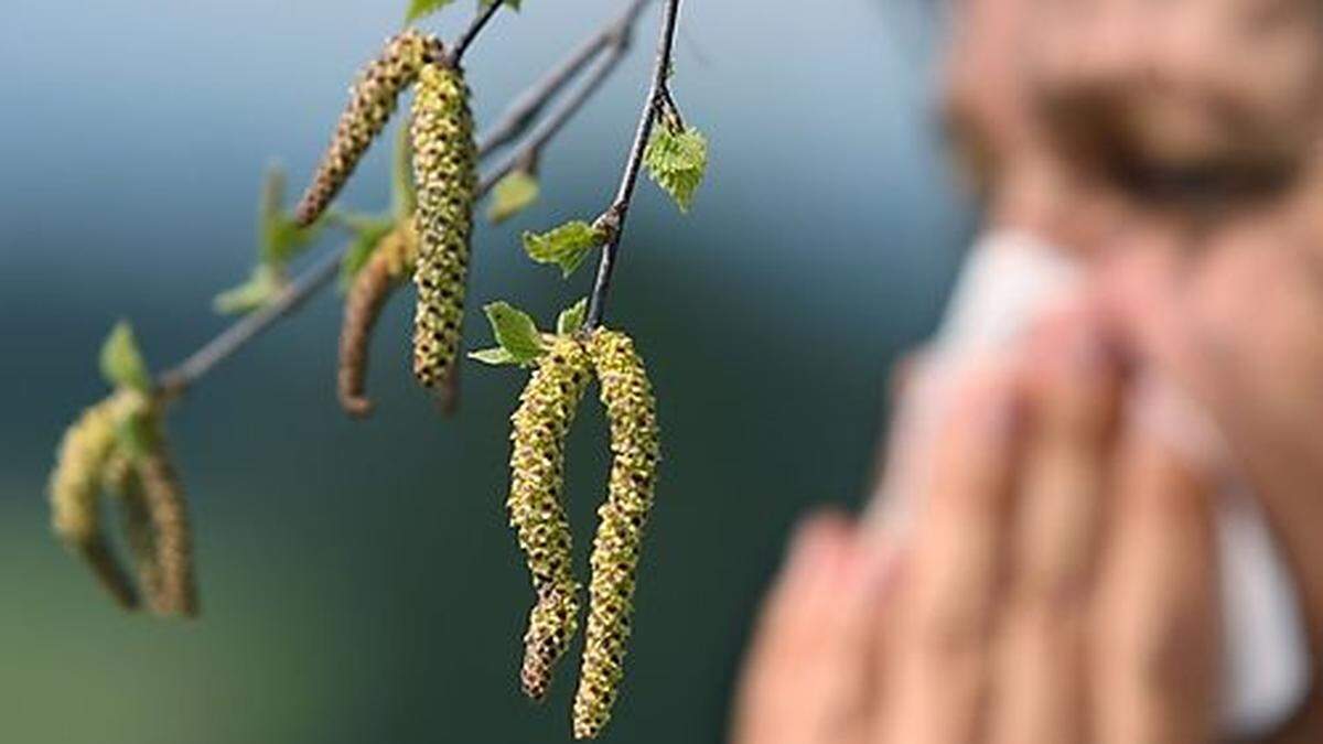 Die Birke lässt die Grazer schniefen. Am Wochenende gibt es aber kurszfristig eine Linderung in Sachen Allergie