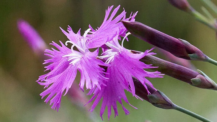 Schöne Federnelke (Dianthus plumarius subsp. blandus): Diese Nelke ist eine hübsche Schutthaldenbewohnerin, die nur im Toten Gebirge und den Ennstaler Alpen vorkommt.