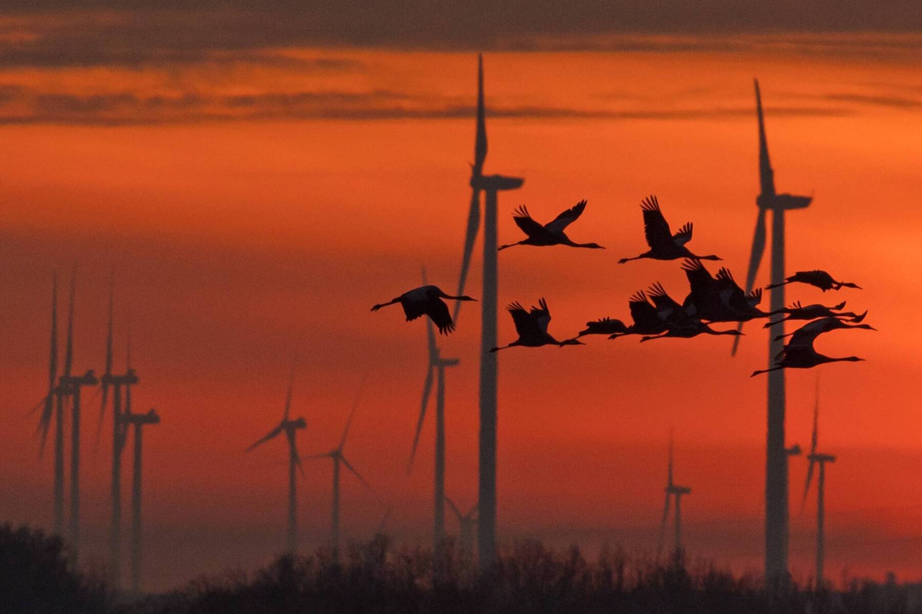 Gezielte Abschaltung von Windrädern kann Millionen Zugvögel 