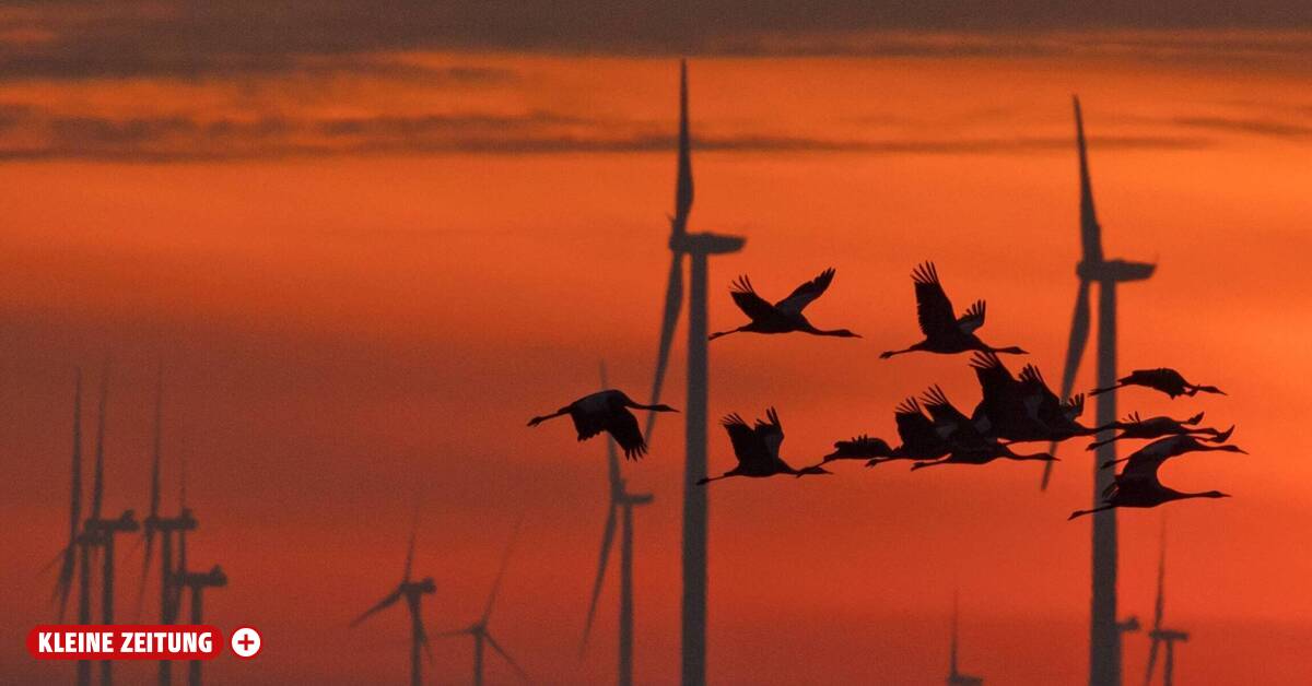Targeted shutdown of wind turbines can protect millions of migratory birds