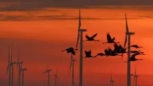 Kraniche fliegen an Windrädern vorbei