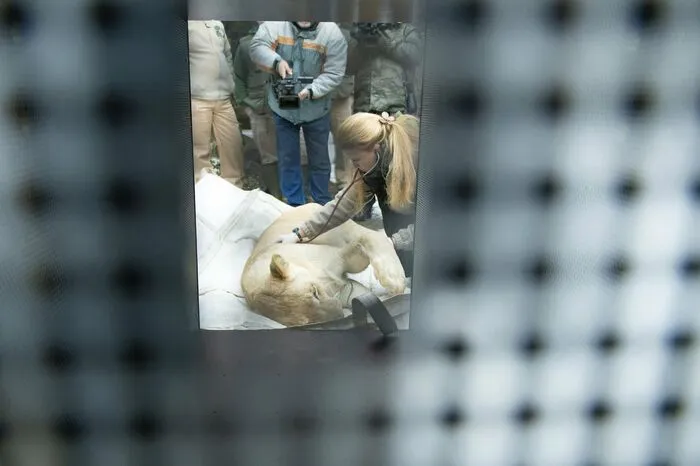 Künftig soll er im Zoo von Bersheba im Süden Israels leben.