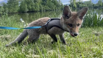 „Foxy“ hat die Herzen im Sturm erobert