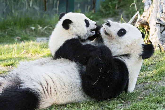 . „Pandas zählen zu den Lieblingstieren unserer kleinen Besucher. Kinder sind sehr wissbegierig und das Buch bietet viele Infos zum Lesen und Vorlesen für kleine und große Panda-Freunde“, so Tiergartendirektorin Dagmar Schratter.