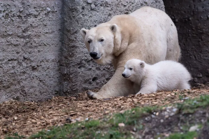 ... Jetzt hat das Eisbären-Mädchen, das im November 2016 im Zoo Hellabrunn in München geboren wurde, endlich einen Namen.