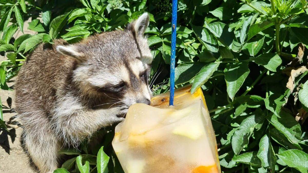 Ein Waschbär genießt sein &quot;Eis&quot;  bei der Hitze