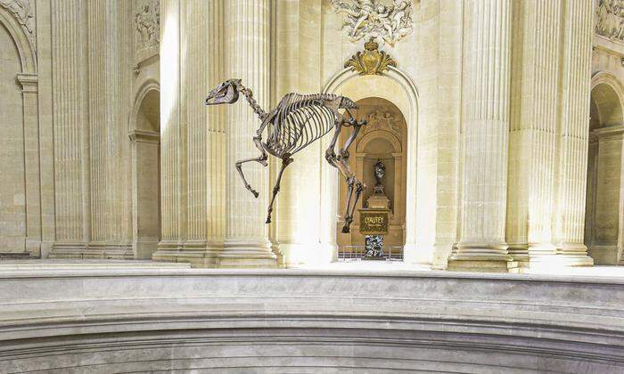 Wird heute abgehängt: Kopie des Skeletts von Napoleons Hengst Marengo vom Künstler Pascal Convert