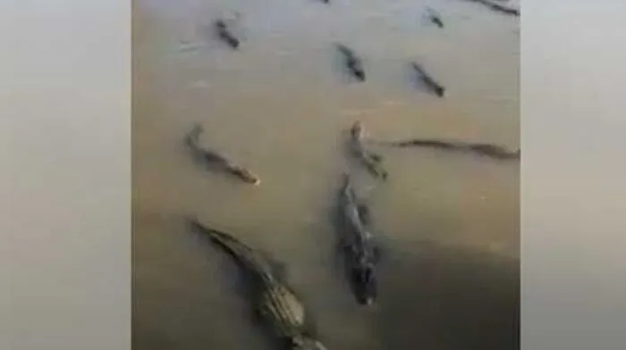 Alligatoren sammelten sich nach Sturm "Barry" in einem Kanal in Louisiana