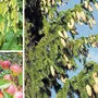 Ob Eschen, Streuobstbäume oder Fichten: Die Fruchtgewalt an den Ästen ist heuer enorm