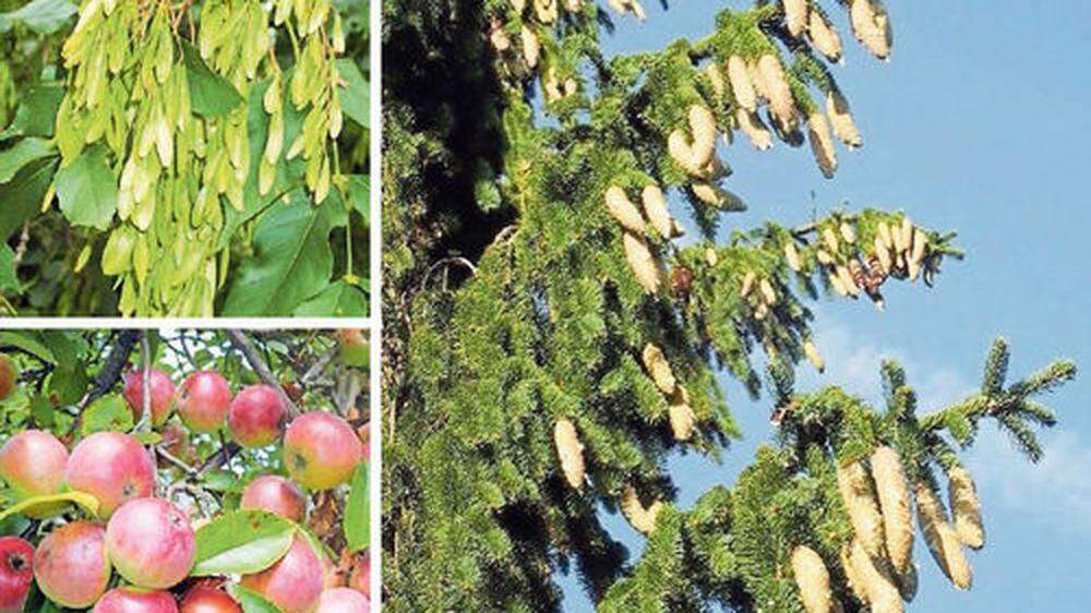 Ob Eschen, Streuobstbäume oder Fichten: Die Fruchtgewalt an den Ästen ist heuer enorm
