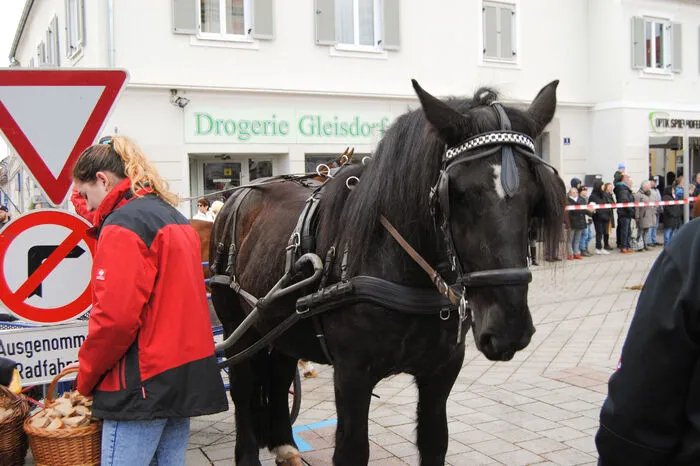 Die Pferdebesitzer hatten sich beim Wellenbad in Gleisdorf getroffen und waren anschließend mit ihren Tieren Richtung Hauptplatz geritten.