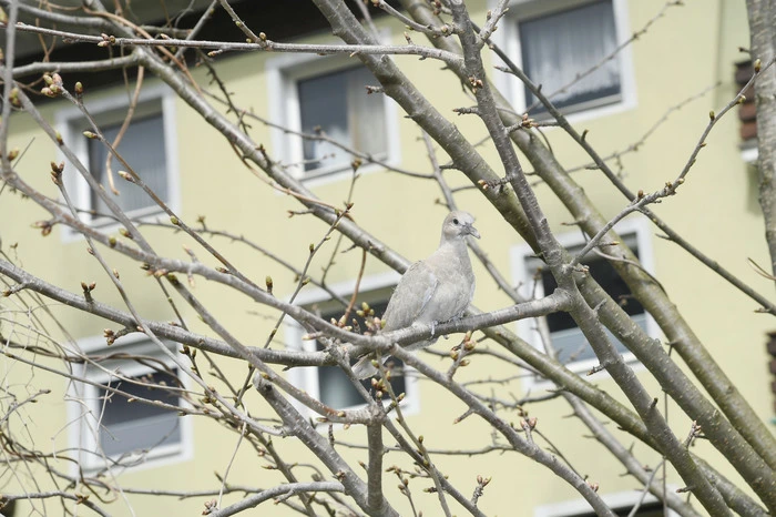 Die Tiere fliegen herum und suchen ihre Nester. So beobachten es einige Anwohner. 