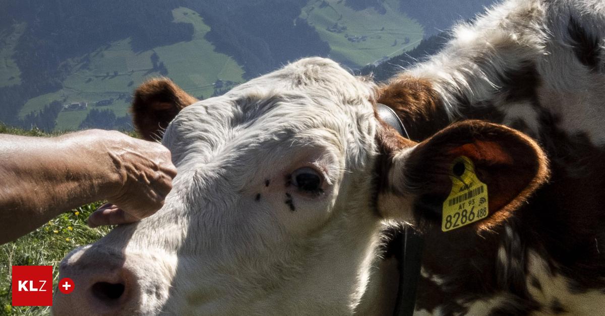 After cow attack in Carinthia: “I'm surprised more didn't happen”