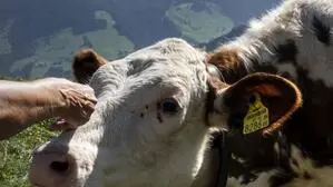 Eine Kuh auf einer Alm, die gestreichelt wird | Immer öfter gibt es auch auf Kärntens Almen Vor- und Unfälle mit Kühen