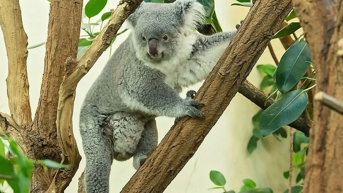 Noch ist der Nachwuchs im Beutel nicht zu sehen