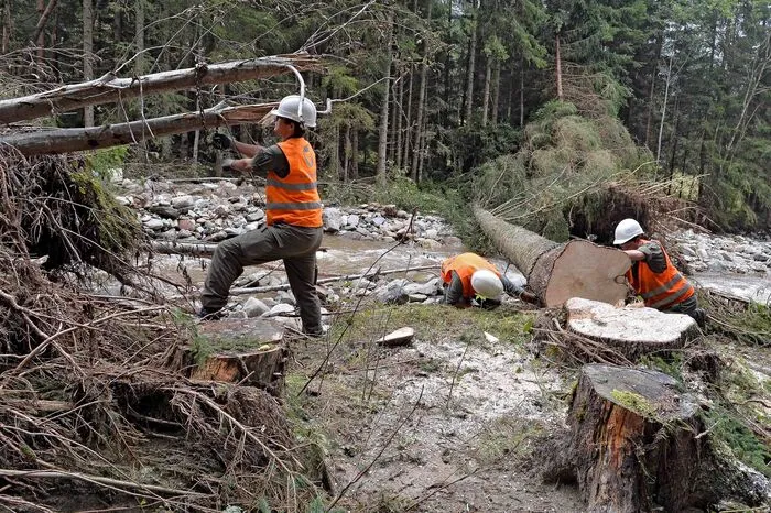 Der gefällte Baum wird für den Abtransport vorbereitet.