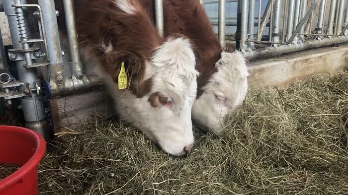 22 Milchkühe leben am Aukönig-Hof.