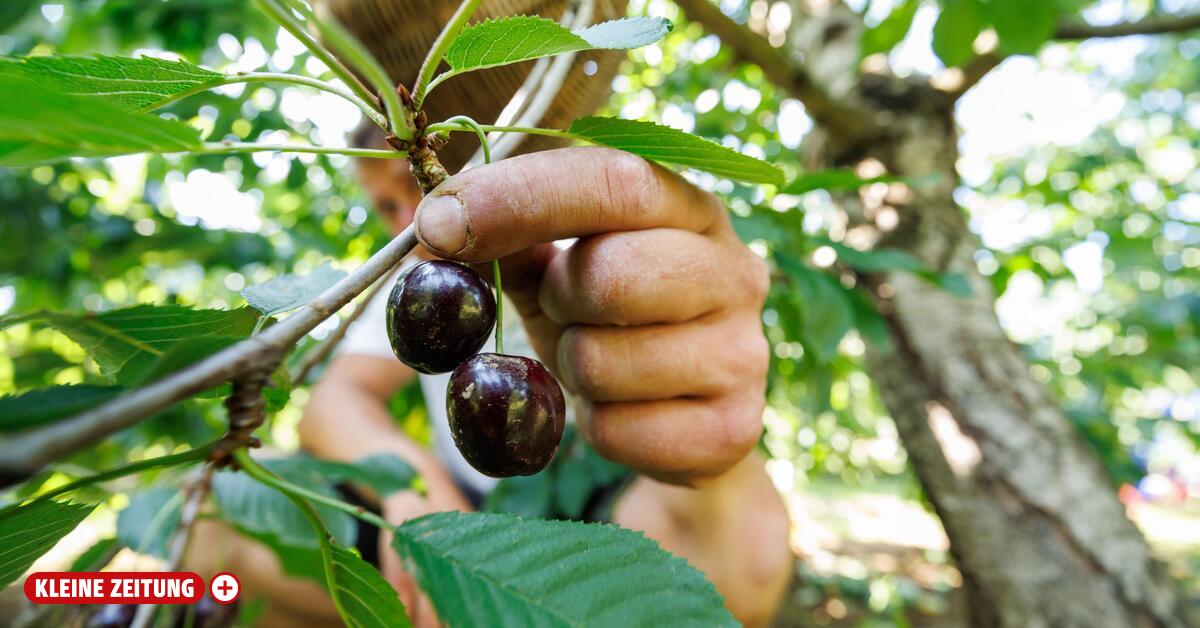 67-year-old fell three meters while picking fruit