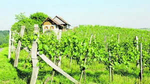 Ein Winzerhaus in Alleinlage im schönen Klöch: Das könnte  ein preislicher Ausreißer in der Region sein