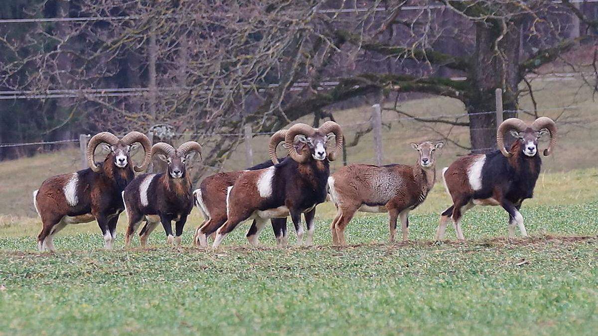 Mufflons sind Rudeltiere und daher meist gemeinsam beim Grasen zu beobachten