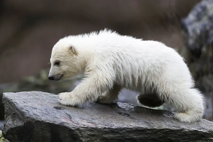 Mit seiner Mutter Tonja erkundete das Bärchen am Freitag erstmals die Außenanlage im Tierpark Berlin.