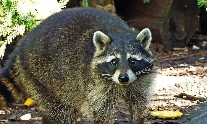 Man möchte es kaum glauben, aber auch dieser niedliche Waschbär kann europäische Okösysteme ins Wanken bringen.