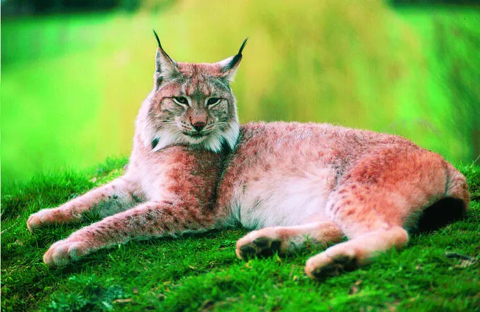 Im Tierpark Rosegg kann man über 300 Tierarten hautnah erleben 