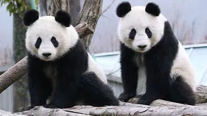 Die beiden pelzigen Sympathieträger, mittlerweile nach China übersiedelt