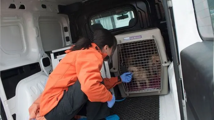 Von Tierschützern wurden die Hunde in Sicherheit gebracht