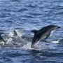 A Common Dolphin breaks the surface of the Atlantic Ocean off the coast of Cape Town, 27 May 2003. The Dolphins were part of a school of more than 1000 swimming, feeding and playing in South African waters off the city. Common and Bottlenose Dolphins join the Southern Right Whale as marine mammals admired by tourists on this part of the coastline during the winter months when they are most visable. EPA-PHOTO/EPA/NIC BOTHMA