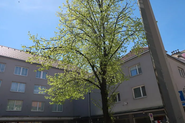 Durch verschiedene Maßnahmen soll die Lufttemperatur an Hitzetagen um bis zu fünf Grad merklich gesenkt werden.