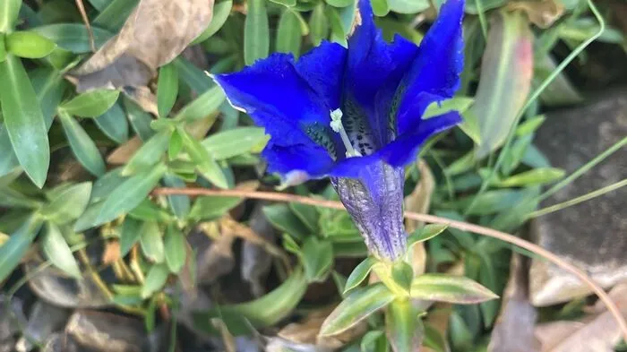 Ein Dreikönigstag-Gruß aus dem Garten von LR Hermann Candussi.