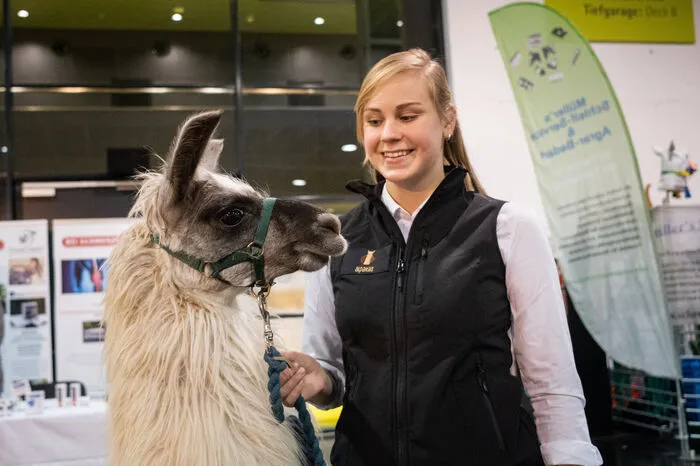 Auch Lamas dürfen auf der Expo nicht fehlen, sie beweisen ihr Geschick beim Agility.