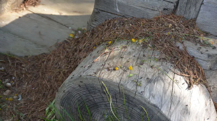 Der Ameisenhaufen hat sich rund um die Lokomotive aus Holz gebildet.