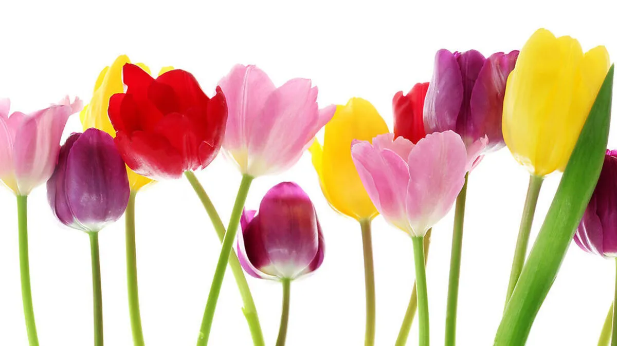 Jetzt aktiv werden für die Blütenpracht im Frühling