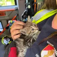 Die vier Wochen alte Katze am Weg zum Tierarzt