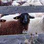 Binnen einer Woche fand man in Osttirol drei tote Schafe, jetzt wird nach Verursacher gesucht