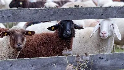 Binnen einer Woche fand man in Osttirol drei tote Schafe, jetzt wird nach Verursacher gesucht