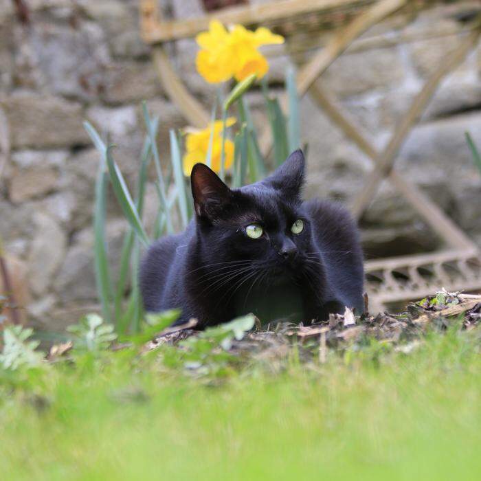 Raus ins Grüne | Katze Gina genießt den Frühling im Garten.