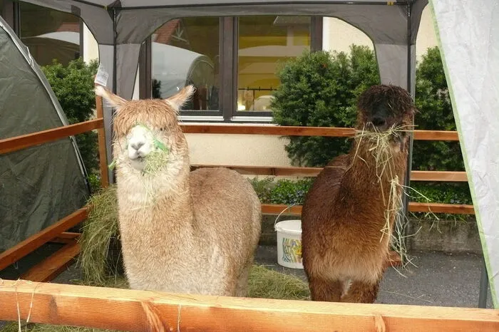 Die Bäuerinnen von Ratten sorgten für den süßen Genuss. Alpakas und Produkte aus deren Wolle konnte man hautnah erleben und fühlen.