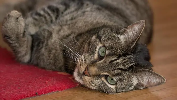 Auch ein Kater wurde bereits von Hotelgästen mitgenommen – das ist kein Kavaliersdelikt 
